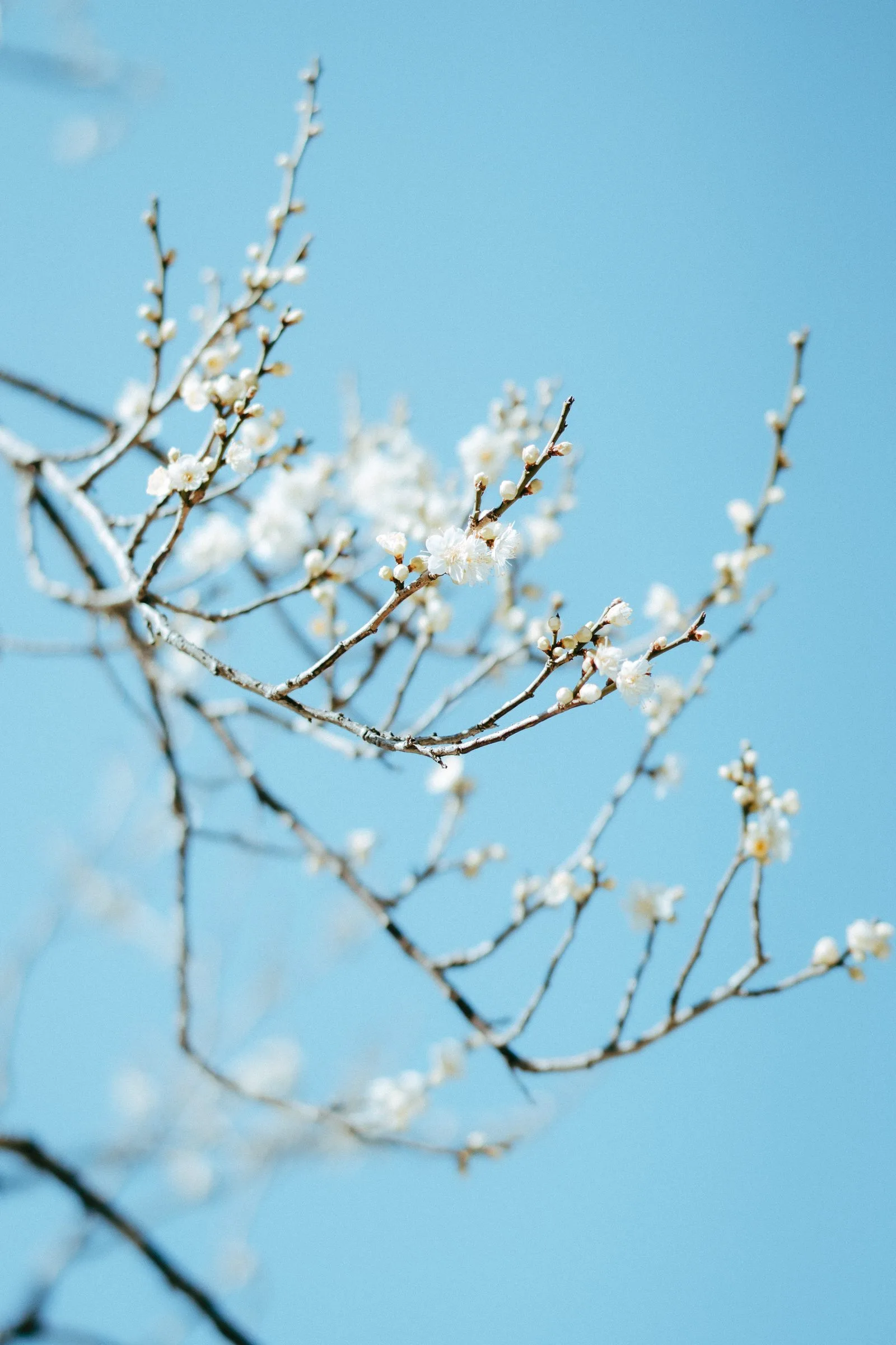 Sony 55mm F1.8 ZA 作例