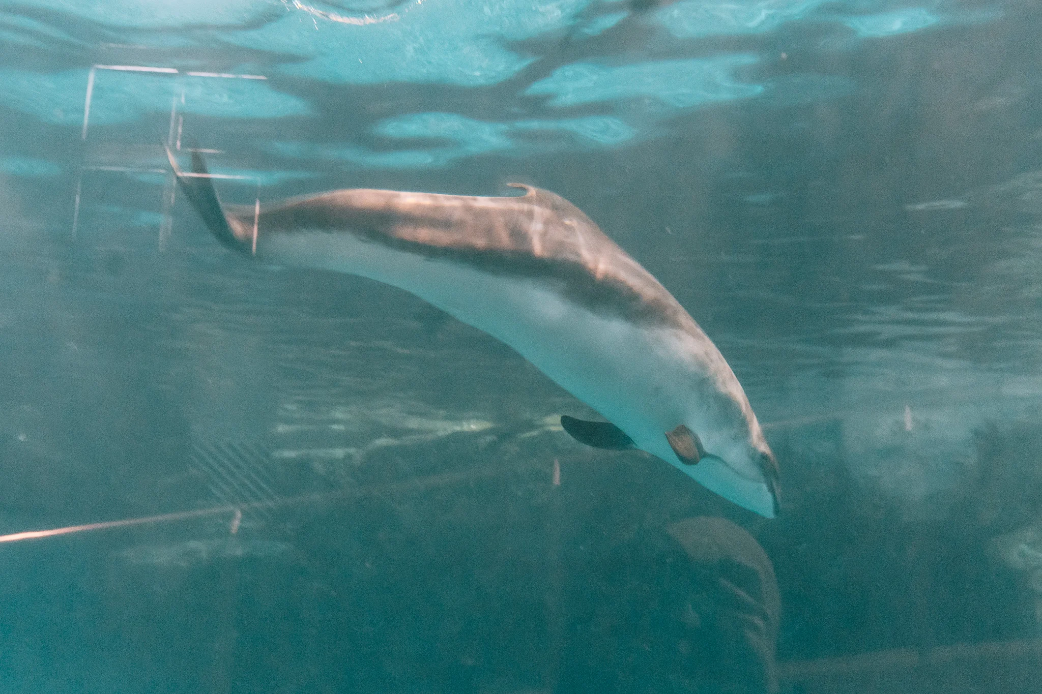 おたる水族館 ネズミイルカ