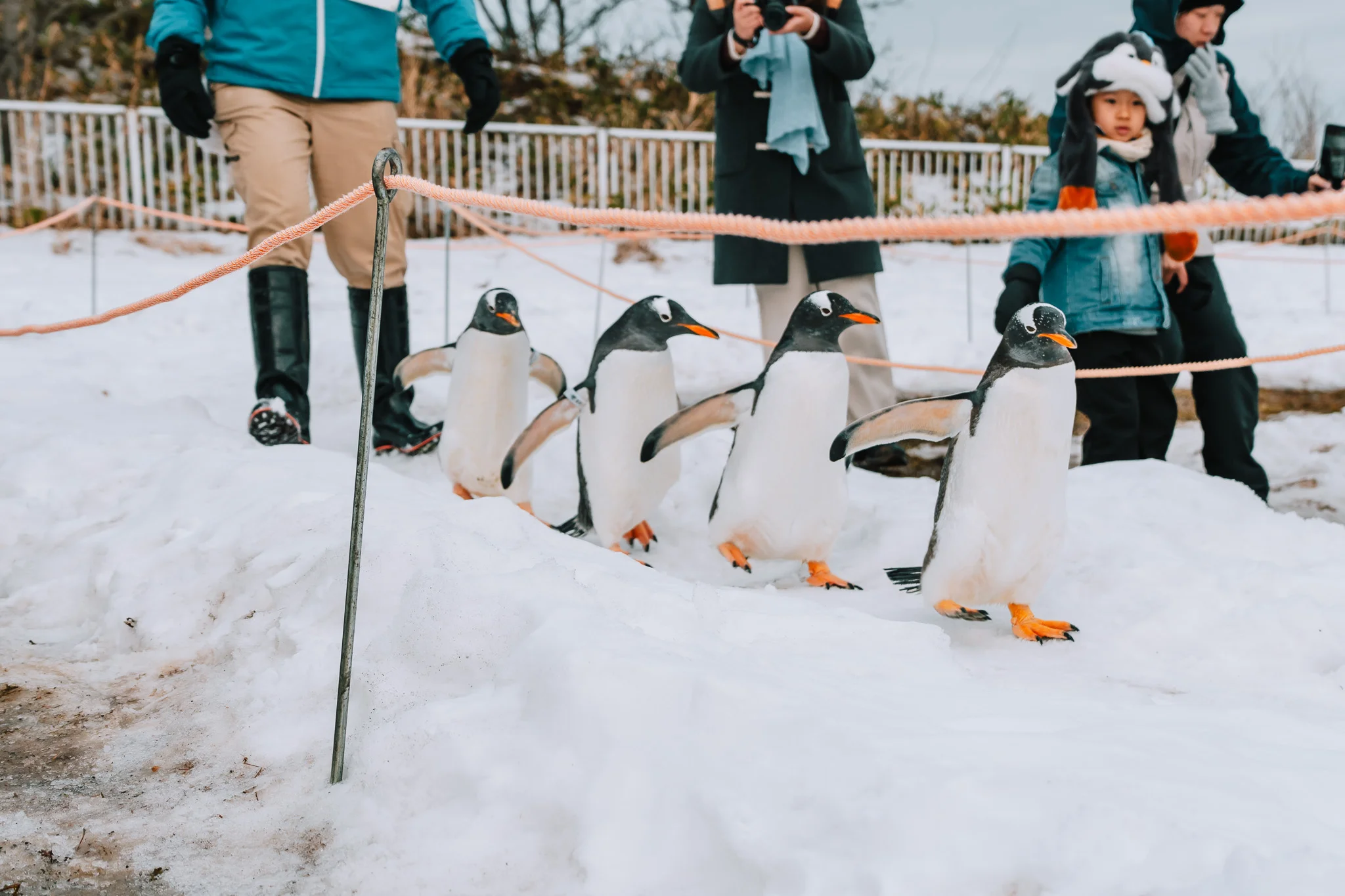 ペンギンの雪中散歩