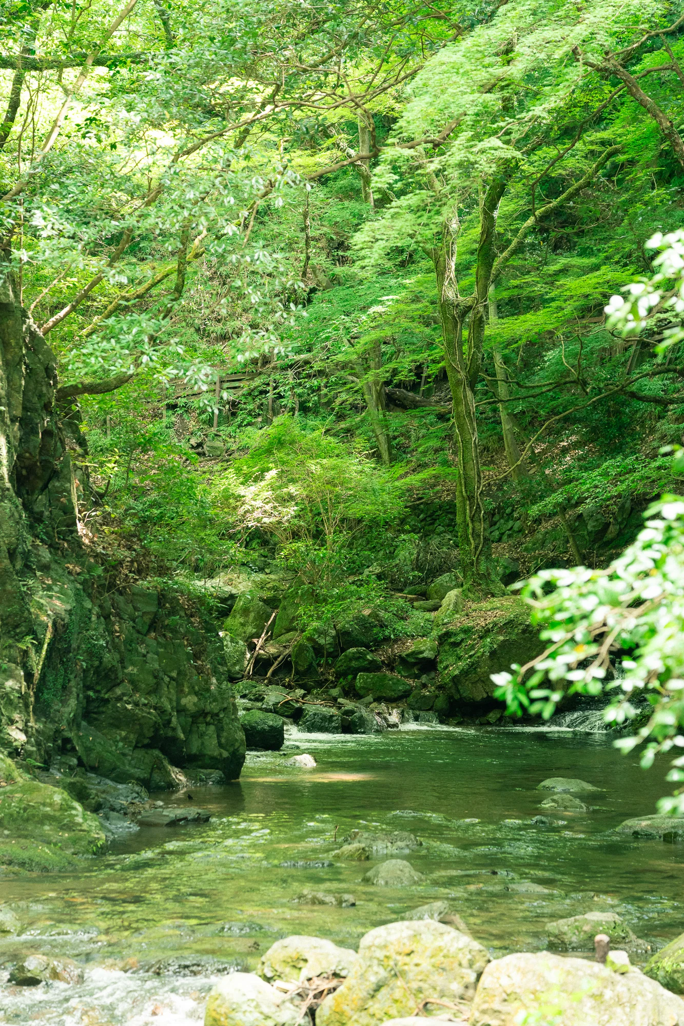 苔むした岩と渓流