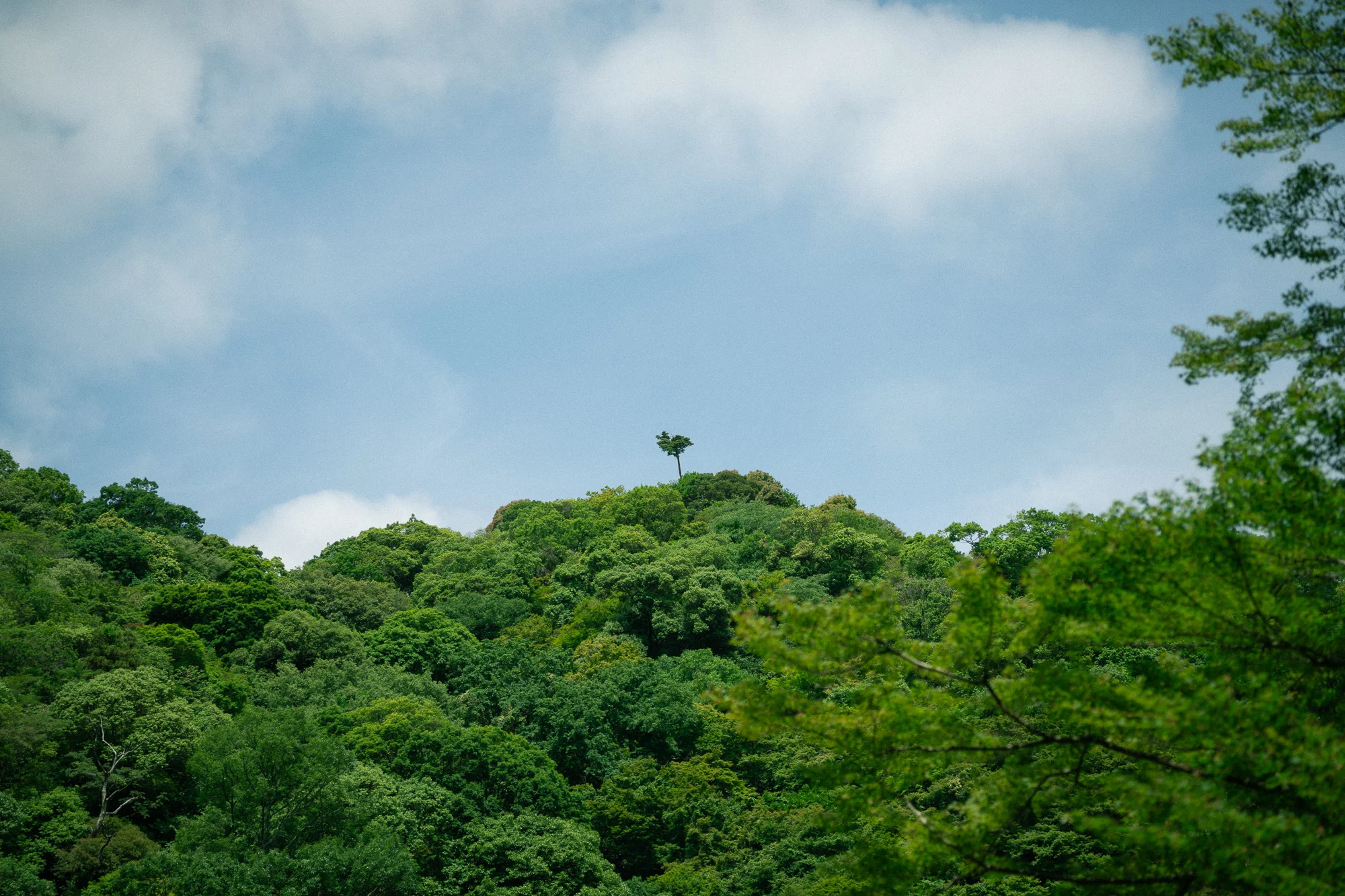 箕面の山の上の青空