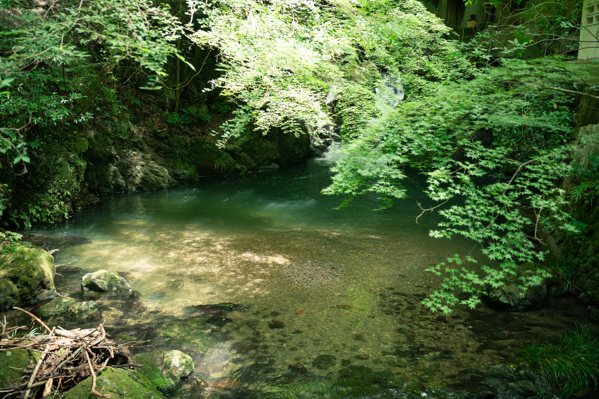 エメラルドの川面、新緑の樹々が映る