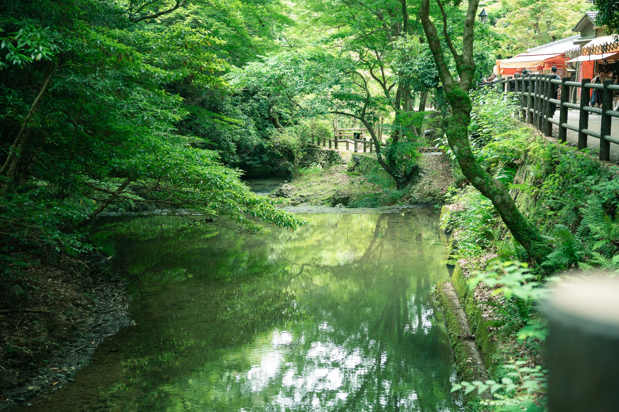 箕面川の静かな水面、新緑が映り込む