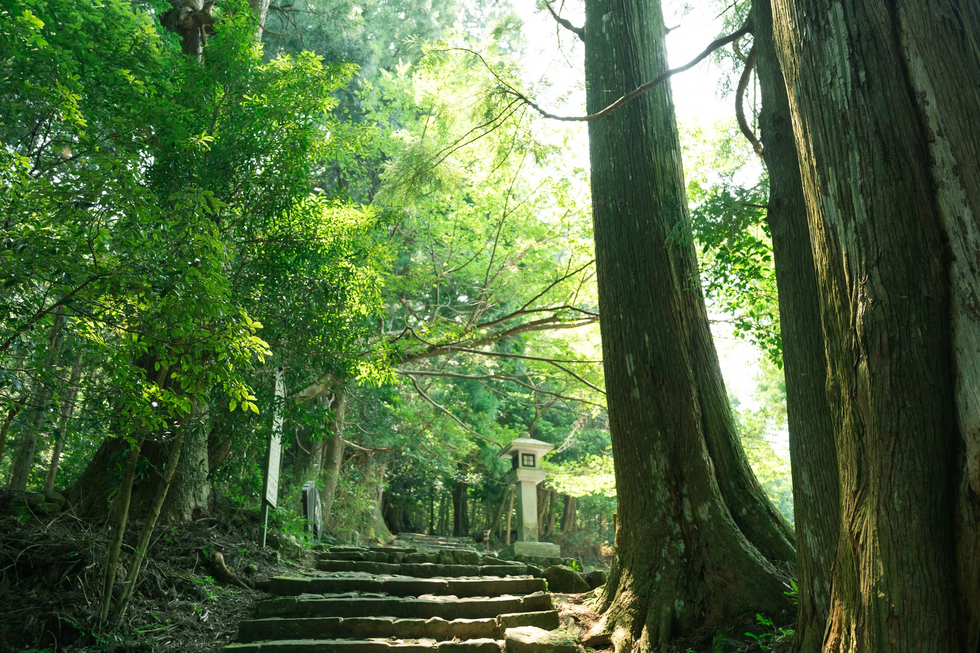 大門坂の石畳と杉並木